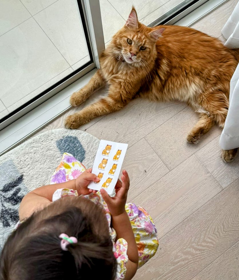 13-month-old%20Scarlett%20checking%20if%20Lasha%20is%20a%20cat%20on%20SUMUP-MATHnimals%20card%20number%206